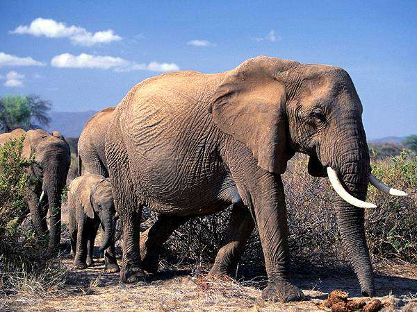 Два вида африканских слонов – на грани исчезновения