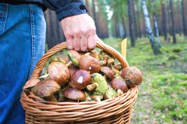 Где в Украине будут штрафовать за сбор грибов и ягод
